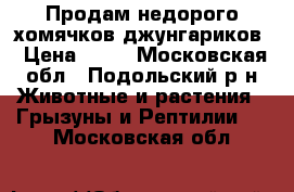 Продам недорого хомячков джунгариков › Цена ­ 80 - Московская обл., Подольский р-н Животные и растения » Грызуны и Рептилии   . Московская обл.